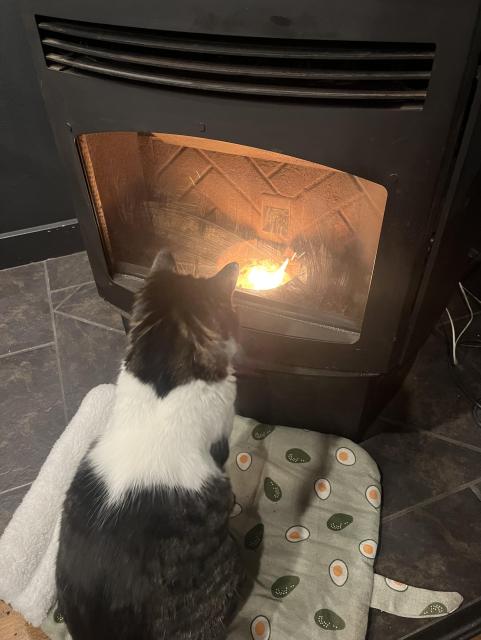 A grey and white tabby cat sitting in front of a pellet stove watching the fire. 