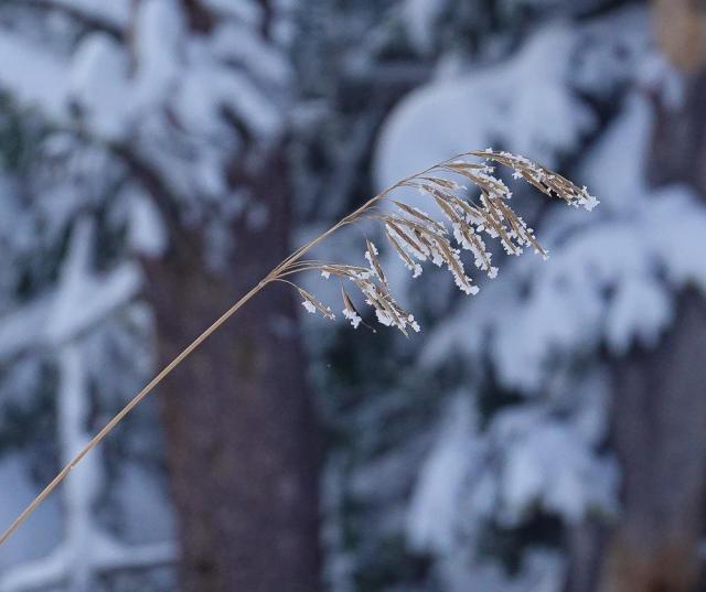 snow clings to the seeds of a solitary grass, bent over by the weight of snow, in front of a snowy forest
