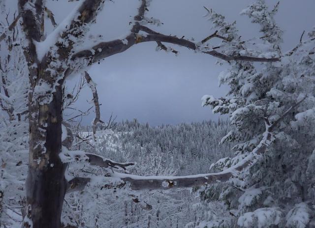 The bare branches of a dead tree form an oval frame, inside which is a distant snowy forested hillside, under dense, gray, foggy sky