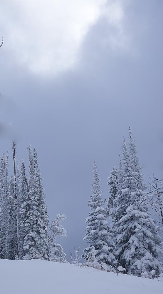 The sun weakly lightens a patch of dense, grey clouds above a stand of conifer trees flocked with snow. One small pine tree is bowed under the weight of a complete cover of rime