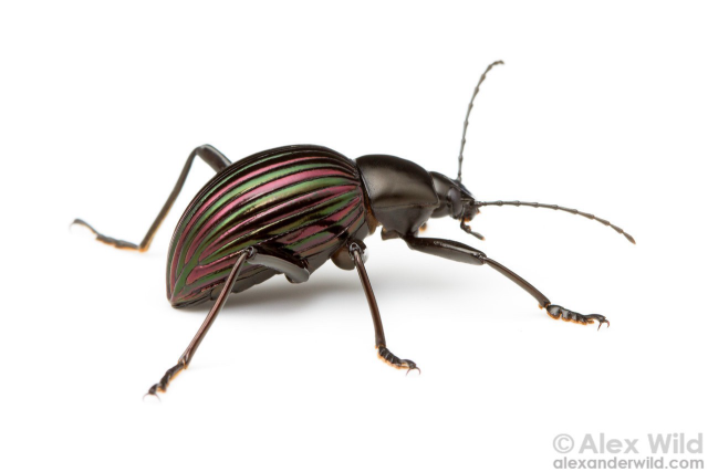 Macro photo in side, slightly rear view of a large black darkling beetle on a pure white background. The beetle’s elytra have convex, alternating metallic magenta and green stripes. 