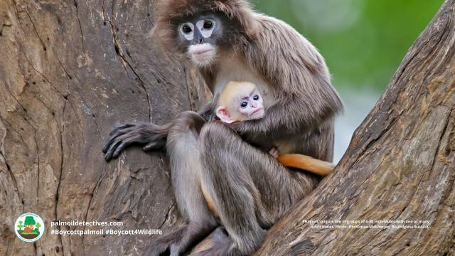 With white-rimmed eyes and purple hair, Phayre’s Leaf #Monkeys 🐒 barely survive in forests in #Assam, #India, #Myanmar and #Bangladesh. A major threat is #palmoil #deforestation. Help them survive! #Boycottpalmoil 🌴🔥⛔️#Boycott4Wildlife @palmoildetect https://wp.me/pcFhgU-95q?utm_source=mastodon&utm_medium=Palm+Oil+Detectives&utm_campaign=publer

