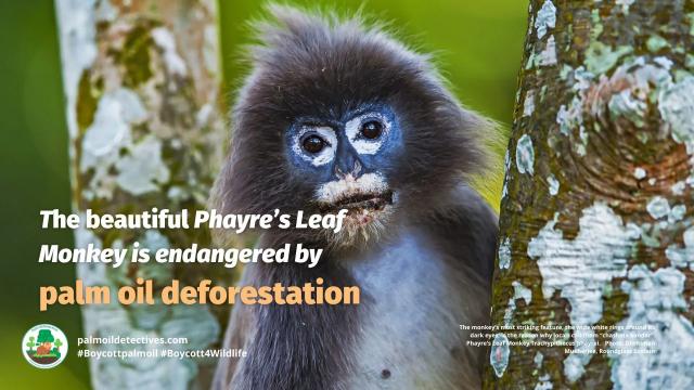With white-rimmed eyes and purple hair, Phayre’s Leaf #Monkeys 🐒 barely survive in forests in #Assam, #India, #Myanmar and #Bangladesh. A major threat is #palmoil #deforestation. Help them survive! #Boycottpalmoil 🌴🔥⛔️#Boycott4Wildlife @palmoildetect https://wp.me/pcFhgU-95q?utm_source=mastodon&utm_medium=Palm+Oil+Detectives&utm_campaign=publer

