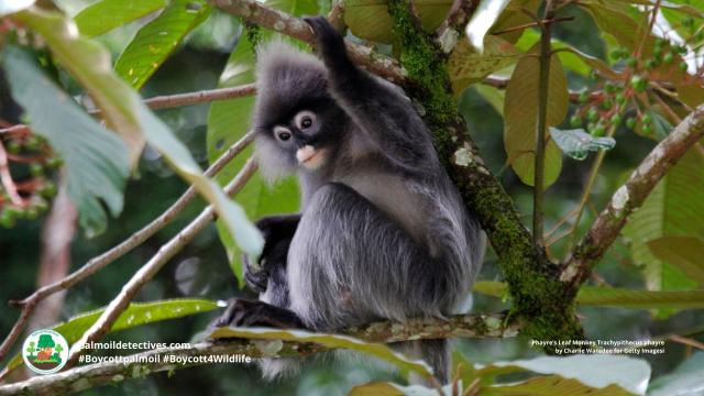 With white-rimmed eyes and purple hair, Phayre’s Leaf #Monkeys 🐒 barely survive in forests in #Assam, #India, #Myanmar and #Bangladesh. A major threat is #palmoil #deforestation. Help them survive! #Boycottpalmoil 🌴🔥⛔️#Boycott4Wildlife @palmoildetect https://wp.me/pcFhgU-95q?utm_source=mastodon&utm_medium=Palm+Oil+Detectives&utm_campaign=publer

