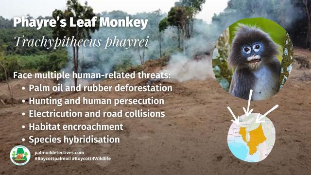 With white-rimmed eyes and purple hair, Phayre’s Leaf #Monkeys 🐒 barely survive in forests in #Assam, #India, #Myanmar and #Bangladesh. A major threat is #palmoil #deforestation. Help them survive! #Boycottpalmoil 🌴🔥⛔️#Boycott4Wildlife @palmoildetect https://wp.me/pcFhgU-95q?utm_source=mastodon&utm_medium=Palm+Oil+Detectives&utm_campaign=publer


