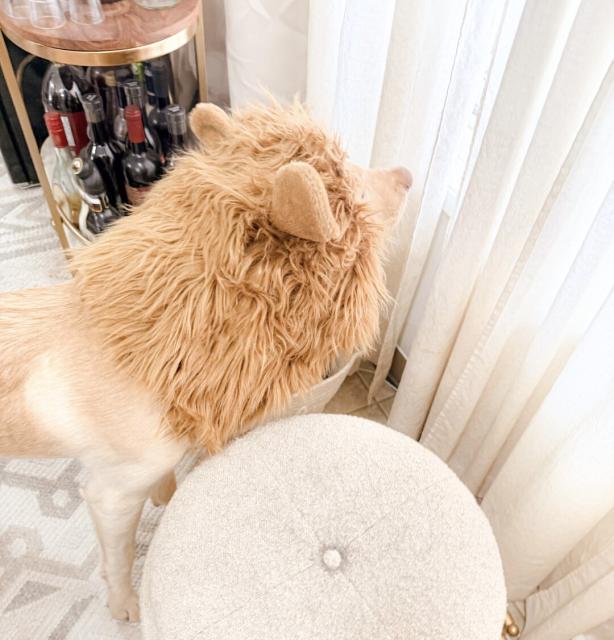Not a lion, just a puppy with a lion mane. Looking out the window.