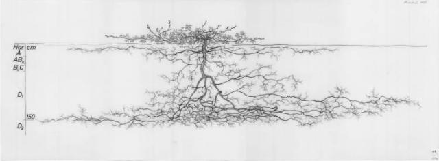A drawing of a plant's root system from the linked website.

- plant height: 45 centimeters / 17.7 inches
- root depth: 167 centimeters / 65.7 inches
- root system diameter: 739 centimeters / 290.9 inches