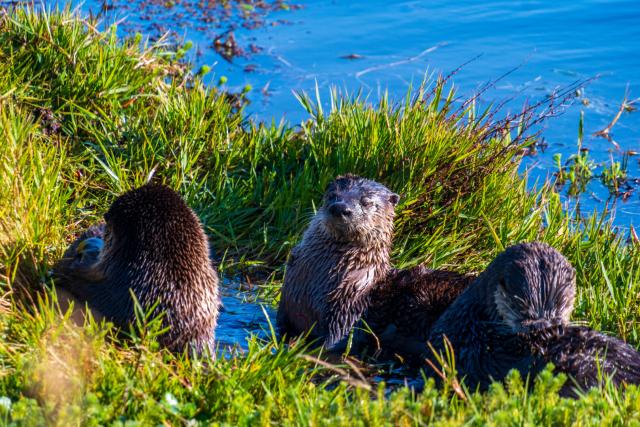 A little group of otters grooms. [Fuji X-T5 / Tamron 18-300]