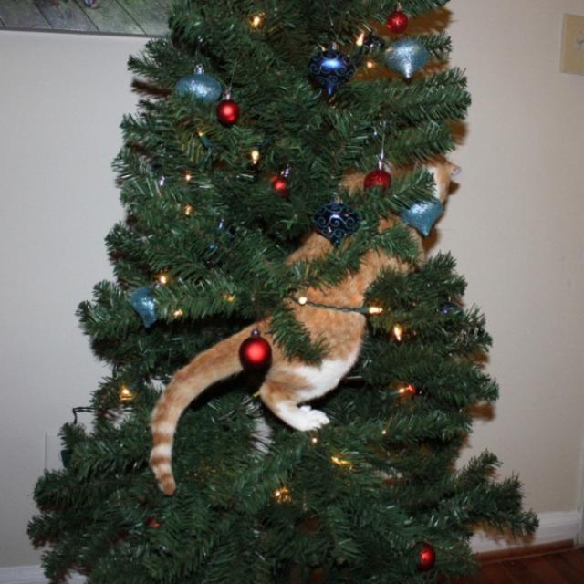 orange cat in tree