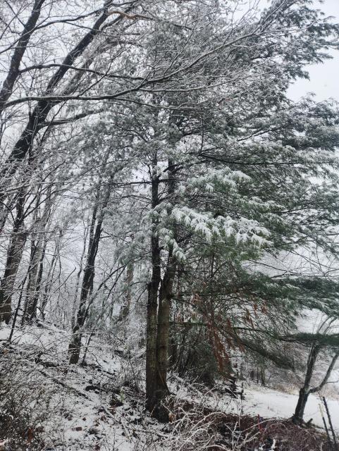 Pine tree weighed down with snow