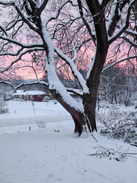 Big dark leafless maple tree with snow on the branches and trunk, and animal-trodden snow on the ground. Road and houses beyond and a snowy road with tire tracks. The sky is pink.