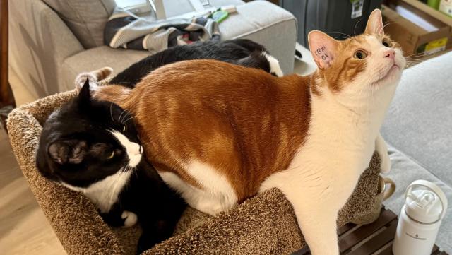 The image shows two cats sharing a single cat bed. One is a orange-and-white piebald sitting upright and looking upward with wide eyes. The other is a Tuexedo curled underneath, partially squished by the top cat but still resting in the bed. He looks less excited than the orange cat.