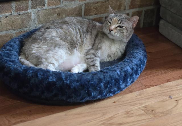 Roe with scrunchy face and squinty sleepy eyes. She woke up from a nap bc she smells my food. 