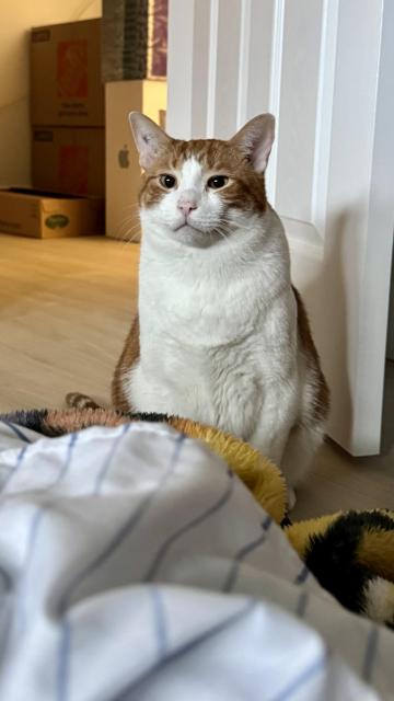 An orange and white piebald cat sits at the foot of a mattress. He looks like he's been waiting a while.