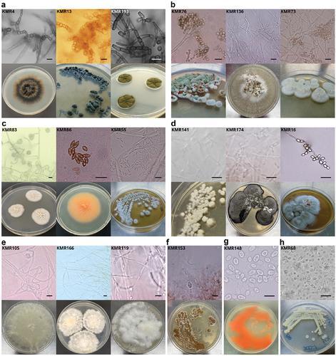 Figure from Benaud et al. 2025 published in Mycology journal, showing various Antarctic soil-sourced fungi cultured on agar, with corresponding microscopic images