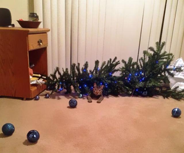 cat under tree