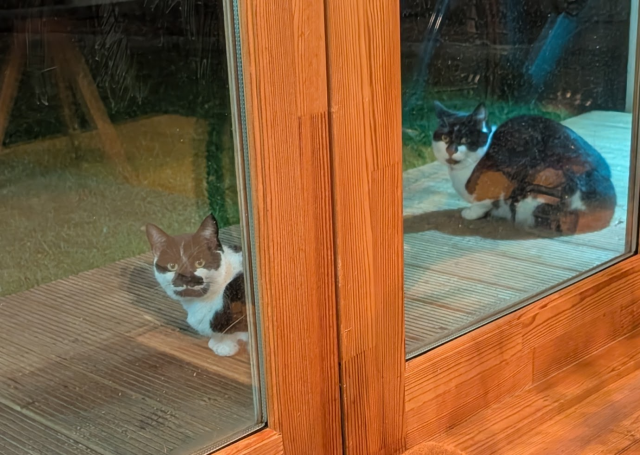 View from inside my cabin (outbuilding) at the end of my garden looking out onto some decking attached to the cabin. 2 black and white cats are sitting on the decking, staring in, giving me the guilt trip.