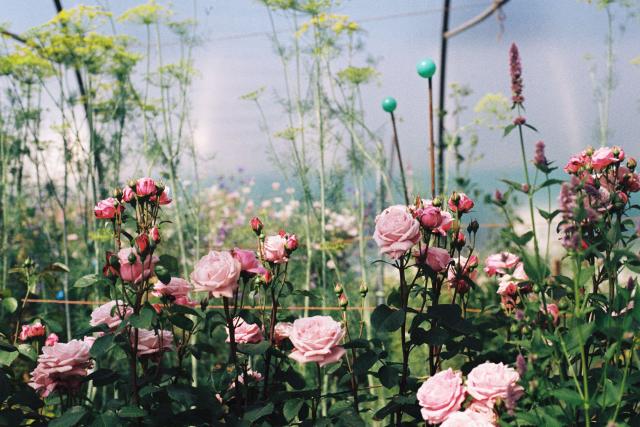 A 35mm film photograph of pale pink roses in bloom, growing in neat rows in a garden. The rose bushes are dense with flowers and buds, their dark green leaves contrasting with the soft pink petals. Behind them, tall, airy plants with delicate yellow-green seed heads and slender stems rise against a hazy blue sky. Thin garden wires and posts are visible, giving the scene a cultivated but gentle, almost dreamlike quality typical of film photography.