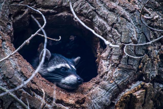 A raccoon rests its head on the mouth of a tree's hollow. [Fuji X-T5 / Tamron 18-300]