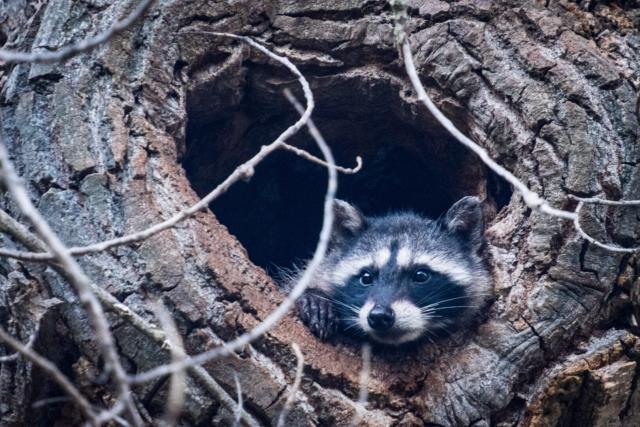 A raccoon rests its head on the mouth of a tree's hollow, looking left of frame. [Fuji X-T5 / Tamron 18-300]