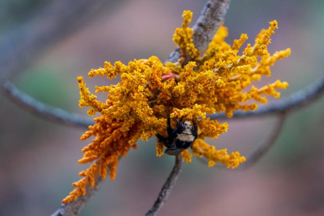 A big bee on a yellow flower. [Fuji X-T5 / Tamron 18-300]