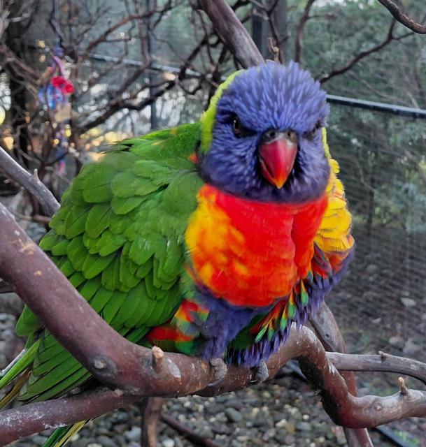 A rainbow lorikeet parrot sitting on a small branch, lookingright at the camera. The bird has bright green wings, a bridge red and orange breast, his head and legs are dark blue, his beak burgundy. 