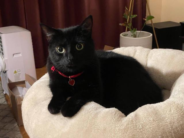 A black cat called Jiji with a red collar, looking very prim and proper with his paws displayed in front.