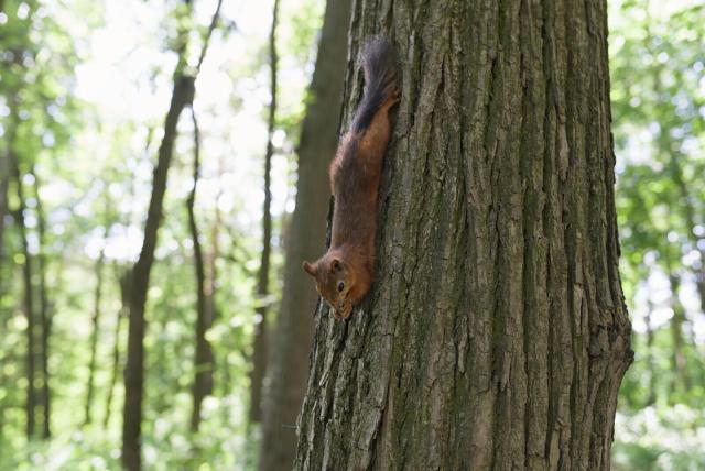 In the image, a squirrel is perched on a tree trunk in what appears to be a park setting. The squirrel's body is oriented towards the bottom side of the frame, and it seems to be looking down at something below. Its tail is visible as well, adding to its endearing appearance. The squirrel holds something in its hands and trying to eat, while gripping onto the vertical surface with only its feet. The background reveals more trees and foliage, creating an impression of depth and natural surroundings.
