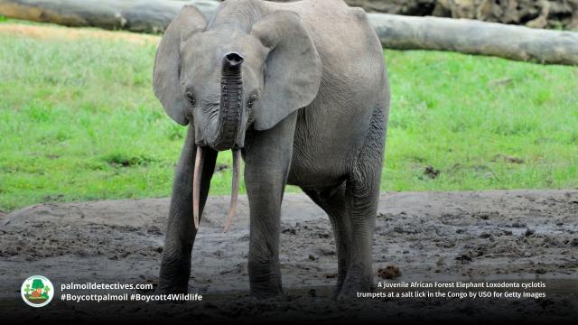 Numbers of African #Forest #Elephants 🐘🐘🐘 in #Nigeria have declined massively due to #palmoil #cocoa and #timber #deforestation, #poaching and farmers killing them for crop invasion. 😮😰Here’s how we protect them! #Boycott4Wildlife @palmoildetect https://wp.me/pcFhgU-8SD?utm_source=mastodon&utm_medium=Palm+Oil+Detectives&utm_campaign=publer

