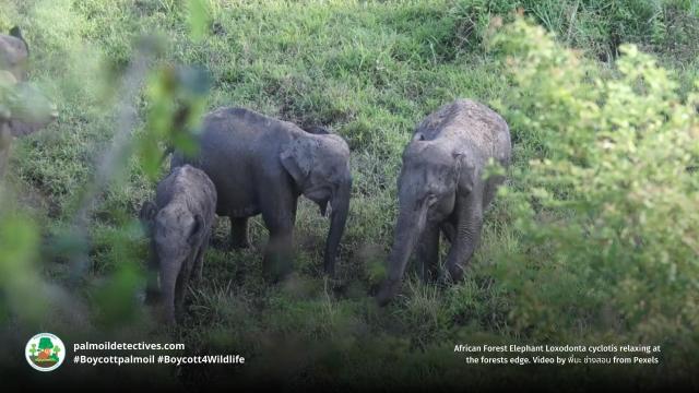 Numbers of African #Forest #Elephants 🐘🐘🐘 in #Nigeria have declined massively due to #palmoil #cocoa and #timber #deforestation, #poaching and farmers killing them for crop invasion. 😮😰Here’s how we protect them! #Boycott4Wildlife @palmoildetect https://wp.me/pcFhgU-8SD?utm_source=mastodon&utm_medium=Palm+Oil+Detectives&utm_campaign=publer


