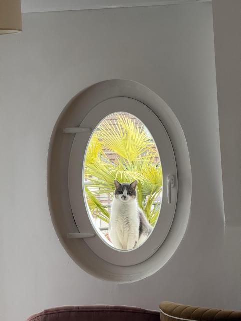 A cat sits outside in an oval window, looking in. Behind it, there is a vibrant green palm plant. The interior features a soft pink couch and a neutral-colored wall.
