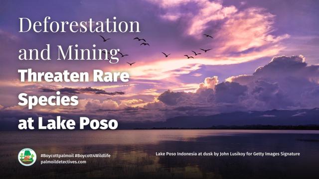 #News: #research finds Lake Poso of #Indonesia’s 🇮🇩 rare species of #animals🦏 #plants 🌿are vanishing due to #mining and #palmoil #deforestation. #Indigenous people are resisting. Use your wallet to fight back #BoycottPalmOil 🌴🪔💀🚫 #Boycott4Wildlife https://wp.me/pcFhgU-a5p?utm_source=mastodon&utm_medium=Palm+Oil+Detectives&utm_campaign=publer

