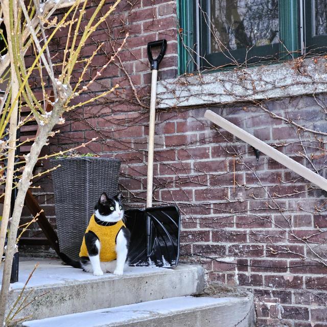 Stoic tuxedo cat wearing yellow and black fleece jacket sits on front porch with a skift of snow on the stairs and a shovel behind him.