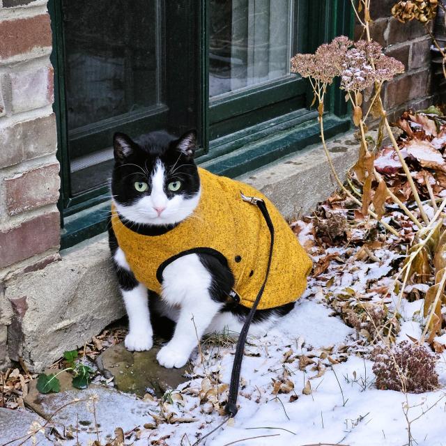 Tuxedo cat in yellow and black fleece jacket sits on snow-covered stones next to a green trimmed window and snow-covered rusty sedum plant.