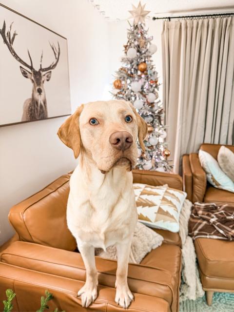 It’s a trick question of course he does