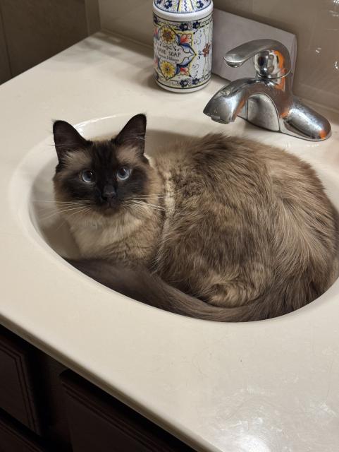 A cat curled up in a bathroom sink. His body conforms perfectly to the space such that the sink is completely filled with cat. He seems unbothered by the fact that this is a shared space and people need to wash their hands. 