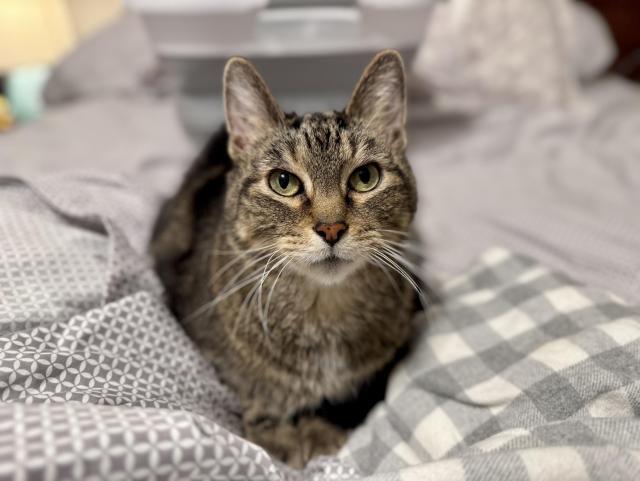 A tabby cat loafed in the middle of a bed with grey and white sheets. He’s a super handsome lil guy. 