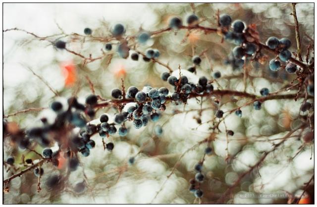 Zahlreiche kleine, dunkelblaue, teils schneebedeckte Beeren hängen an dünnen Zweigen vor einem unscharfen, hellen Hintergrund.