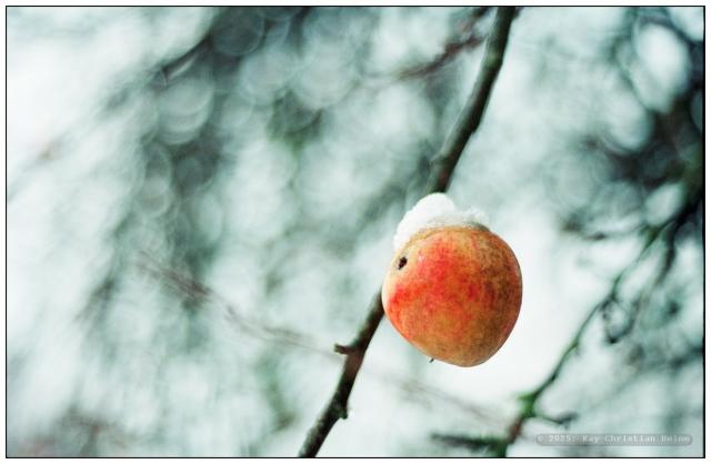 Ein einzelner rötlich-gelber Apfel hängt an einem dünnen, kahlen Zweig. Auf dem Apfel liegt eine kleine Menge Schnee. Der Hintergrund ist unscharf und zeigt verschwommene, helle und dunkle Flecken, die auf einen bewölkten Himmel und weitere Äste oder hindeuten.