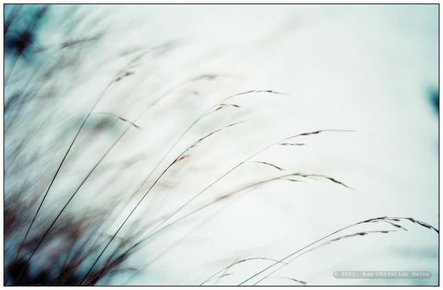 Nahaufnahme von dünnen, diagonal von links unten ins Bild ragenden Grashalmen vor einer frischen, unscharfem Schneedecke.