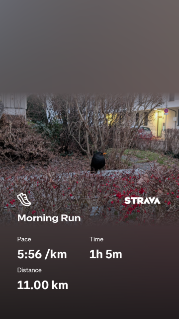 image of a black bird sitting in a small bush. with running metrics, pace 5:56 and distance 11km