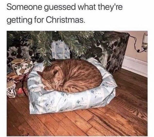 cat on present
