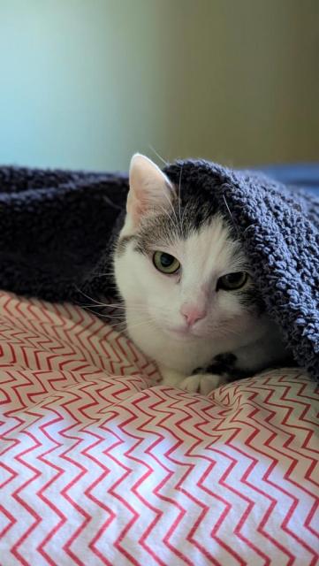 Ruthie, a shorthair white and grey tabby cat, lays under a fluffy navy blanket on a bed with white and pink chevron striped sheets. Only one ear is visible, the other is tucked under the blanket.