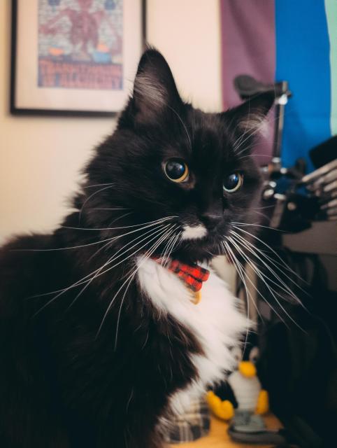 floofly black and white cat staring at u