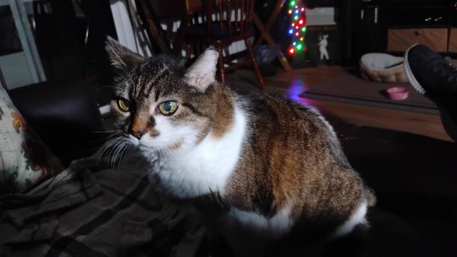 My brown and white short haired cat with what appears to be an angry face.