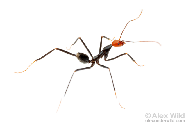 Macro photo of an extremely leggy, spiderlike back ant with white feet and a red head, in side/top view against a pure white background.