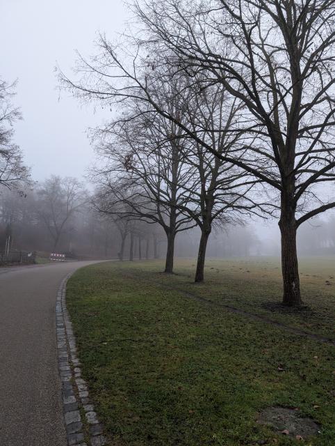 Photo shoot of a park route showing winter leafless trees on the right in a light fog and a curved path on the left disappearing into the fog.
