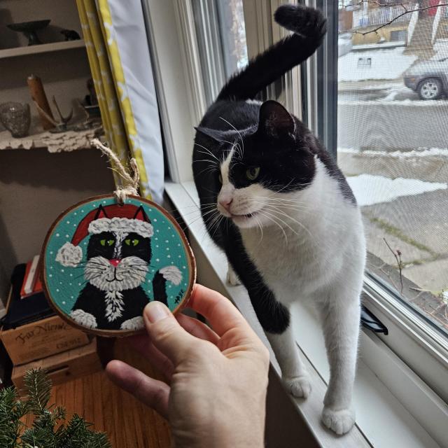 Tuxedo cat looking at tree ornament of a Tuxedo cat.