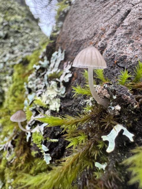 Tiny mushrooms growing on a tree
Photo credit: David Lowry