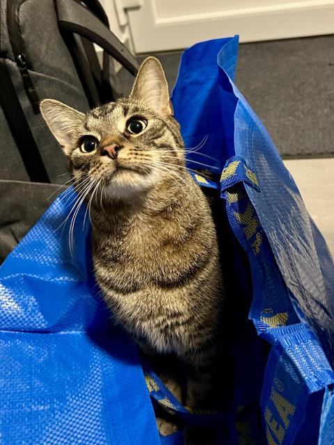 A photo of Mini, a tabby cat, sitting inside a big blue Ikea bag (which was there for like 5 minutes), looking curiously somewhere slightly to the camera right.